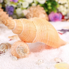 天然海螺贝壳 长香螺 婚礼布置拍摄道具 鱼缸水族箱装饰