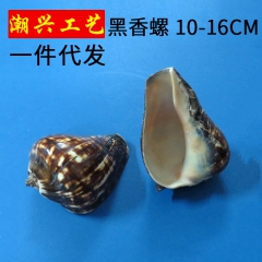 天然海螺贝壳黑香螺 贝壳工艺品地摊 黑香螺海螺壳装饰 一件代...