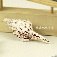按斤批发 花斑长旋螺 花香螺 海螺贝壳工艺品 婚礼地台橱窗装...