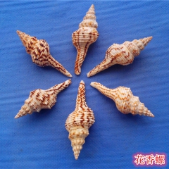 天然海螺贝壳批发 装饰造景海螺贝壳工艺品 DIY制作材料 花...