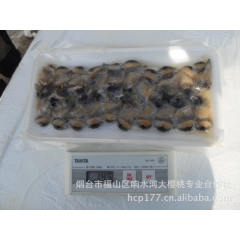 冷冻水产品批发，红螺，荣螺，香螺，海螺片