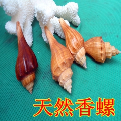 批发贝壳 纯天然贝壳 赤香螺  家居装饰 摆饰海螺 天然贝壳...
