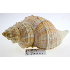 厂家直销 椰贝坊 天然海螺贝壳批发 地摊热销货源 香螺 精致...
