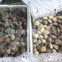 北朝鲜海鲜批发 海螺 朝鲜海螺 朝鲜螺 香螺 进口海产品