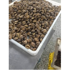 供应真空大黄蚬子 冷冻海鲜产品 蛤蜊 花蛤 无沙 即食 小包...
