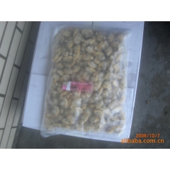 冻煮杂色蛤肉 花蛤 冷冻海产品 海鲜 蛤蜊肉  肉质肥鲜 厂...