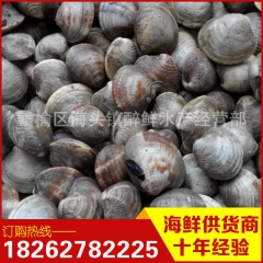 海产品 贝类 四不像 虎皮贝 花甲 花蛤 蛤蜊 海鲜鲜活 海...