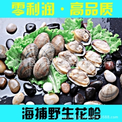 连云港海鲜批发 鲜活水产 花蛤 蛤蜊 花甲 大量供应全国