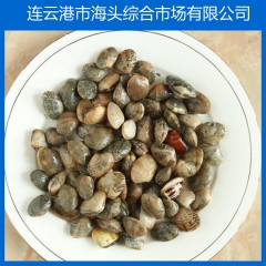 鲜活花蛤 蛤蜊 蛤蜊肉 贝类 产地直销海鲜产品批发海鲜批发