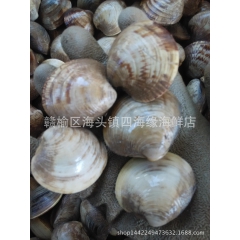四不像 花蛤 白蛤 文蛤 蛤蜊 新鲜活  海鲜批发  连云港...