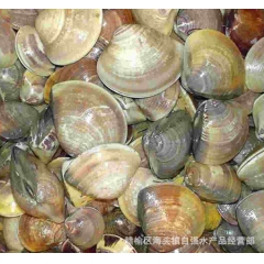 海鲜批发 大量供应、文蛤、花蛤 杂色蛤 各种贝类，|酒店供应...