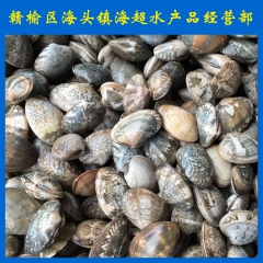 供应鲜活海鲜水产 花蛤蜊 花蛤 花甲 贝类直销批发  连云港...