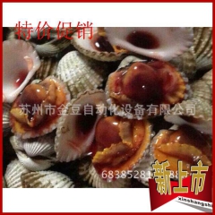 血蛤 温州血蛤 花蛤 蚶 乐清本地花蛤批发