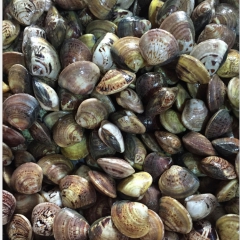 文蛤新鲜海鲜连云港海产品生鲜活文蛤蜊文蛤蜊 花蛤 海蛤即食海...
