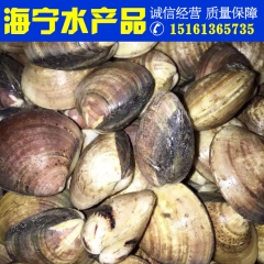 新鲜鲜活文蛤文蛤蜊花蛤 海蛤 活鲜海鲜产品批发