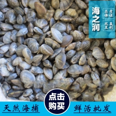花蛤 花蛤批发 零售 无沙花蛤 无需吐沙 饭店 水产商 供应...