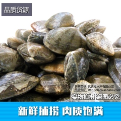 大量供应鲜活蛤蜊、花蛤、花甲海鲜水产品
