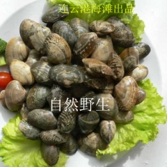 全国供应鲜活海鲜水产 花蛤蜊 花蛤 花甲 贝类直销批发