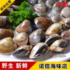 新鲜鲜活文 蛤文蛤蜊 花蛤 海蛤 活鲜海鲜产品批发 诺信海味