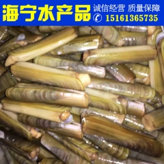 连云港海产品 批发 海鲜 竹蛏 蛏子王 优质鲜活 产地直销