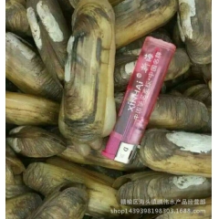 全国供应鲜活海鲜水产批发 产地直供鲜活蛏子 双头蛏 贝类