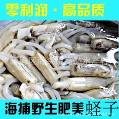 连云港海鲜贝类批发 蛏子 双头蛏 刀蚬  圣子