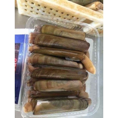 海鲜冻蛏子 螠蛏鲜活海鲜 双头蛏子海蛏刀蛏 厂家直售 大量批...