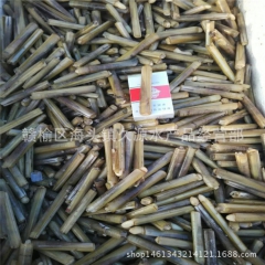 连云港供应鲜活水产品批发 鲜活竹蛏子 大竹蛏 蛏子王 产地直...