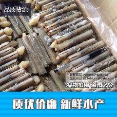 冷冻巴基斯坦小竹蛏