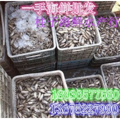 连云港海鲜、大量供应各种规格蛏子、竹节蛏、鲜活直供