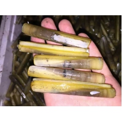 供应蛏子 螠蛏 竹节蛏 活海鲜产品 批发