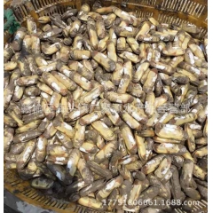 全国供应鲜活海鲜水产 批发 产地直供鲜活蛏子 双头蛏 贝类