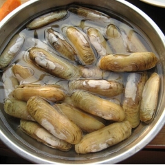 供应野生水产海鲜 山东蛏贝批发 海鲜水产批发 鲜活蛏 一手货...
