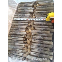 野生竹蛏  蛏子批发 全规格 无沙 一手货源 海鲜自助餐专用