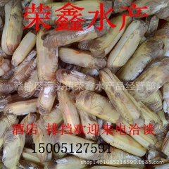连云港贝类海鲜批发 产地直供野生鲜活蛏子 双头蛏 毛鲜 新鲜...