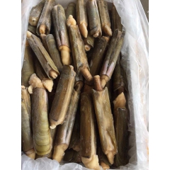 供应螠蛏 蛏子王 冷冻贝类海鲜产品 单品精选 规格均匀 火爆...