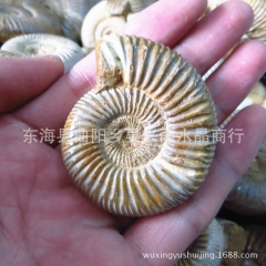 天然正品泥螺 泥螺化石 招财转运螺 风水物 摆件 批发