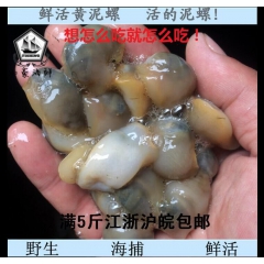 黄泥螺鲜活 大个新鲜无沙活泥螺 泥溜子 可腌制咸醉泥螺 干货...
