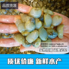 鲜活泥螺