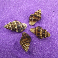 红螺 天然海螺贝壳 园艺水族装饰摆件收藏菲氏旋螺织纹螺