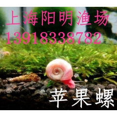 苹果螺 红螺 观赏螺 阳明渔场直销