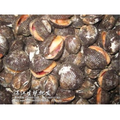 红螺,毛螺,血螺