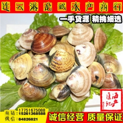产地直销连云港海鲜批发  鲜活蛤蜊 文蛤  黄蛤、海蛤 水产...