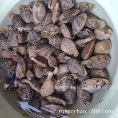 全国供应鲜活海鲜水产 花蛤蜊 花蛤 文蛤 贝类直销批发