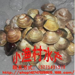 连云港海鲜 文蛤 黄蛤 海蛤 海产品产地直销