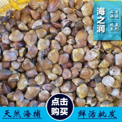 文蛤 文蛤蜊 杂色蛤 鲜活 批发 常年 酒店 水产批发 大中...