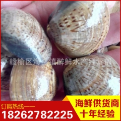 新鲜鲜活 文蛤 蛤蜊 花蛤 海蛤 活鲜海鲜产品批发 水产批发