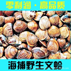连云港鲜活海鲜贝类批发 文蛤 纹蛤 蛤蜊
