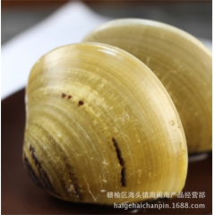 连云港海产品 批发 海鲜 文蛤  纹蛤 产地直销