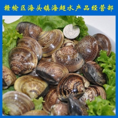 产地直销 连云港海鲜批发 鲜活蛤蜊 文蛤   鲜活水产品